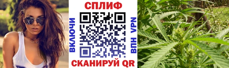 как найти   Новозыбков  Канабис OG Kush 